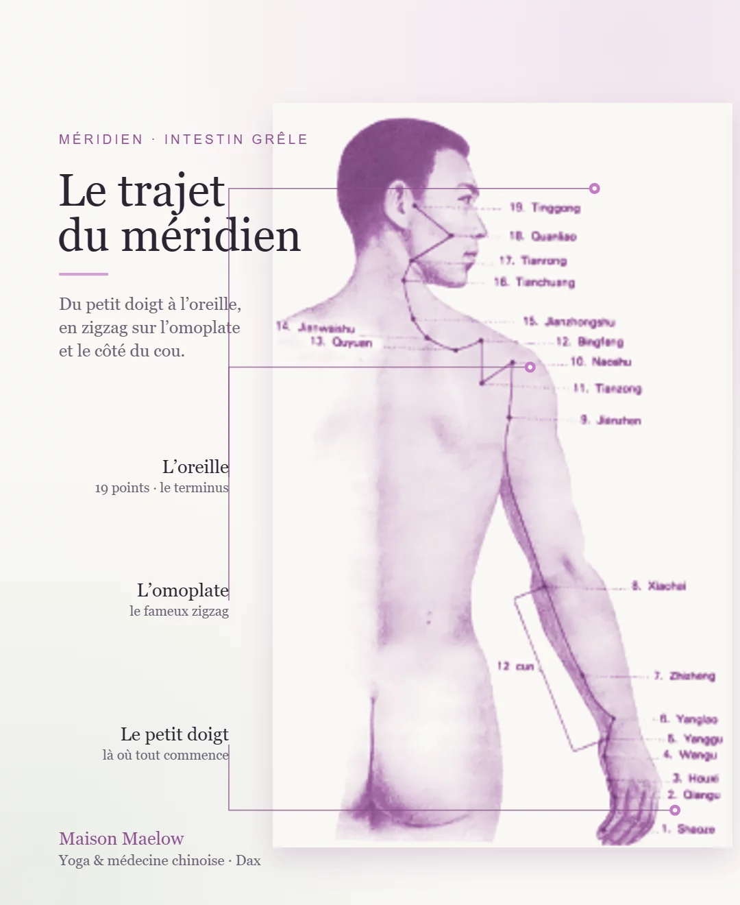 Trajet du méridien de l'Intestin grêle, du petit doigt à l'oreille en passant par l'omoplate et le cou