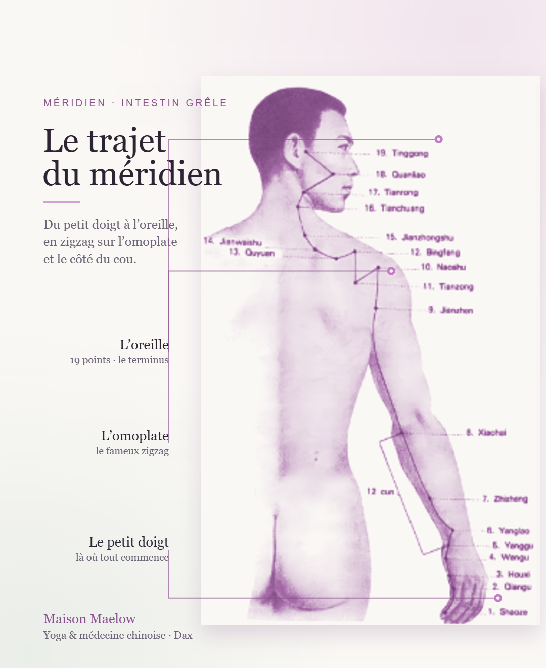 Trajet du méridien de l'Intestin grêle, du petit doigt à l'oreille en passant par l'omoplate et le cou