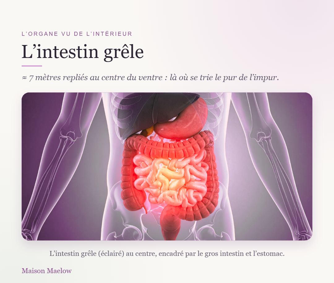 Planche anatomique de l'intestin grêle - duodénum, jéjunum, iléon et villosités