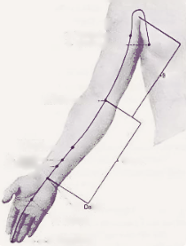 Trajet du méridien du Cœur, de l'aisselle au petit doigt le long de la face interne du bras