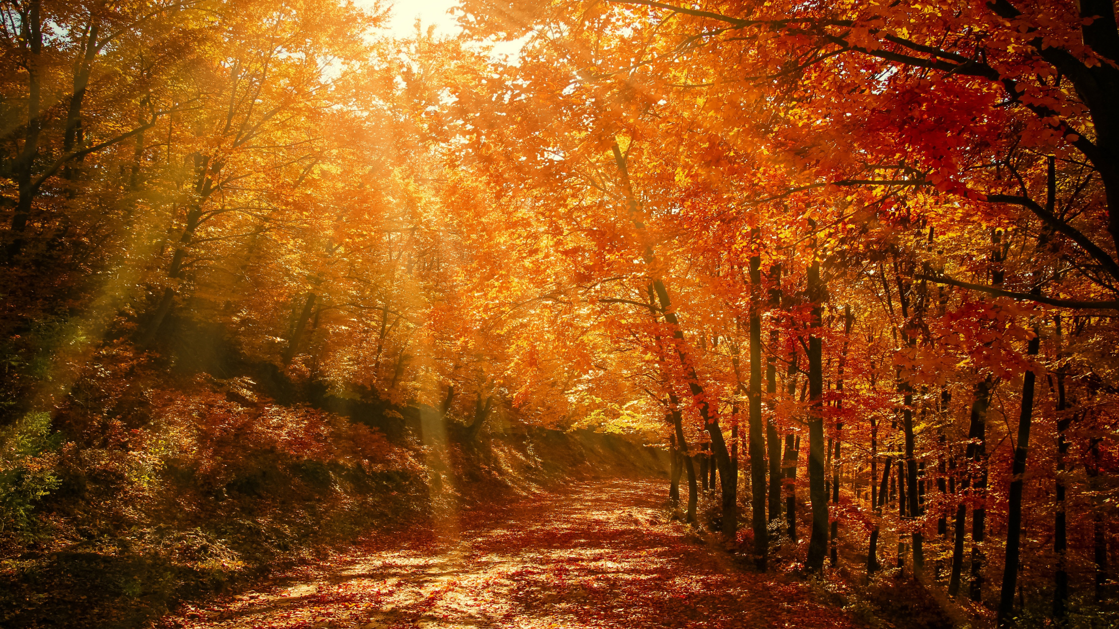 Lumière d'automne, air clair et sec, ambiance de saison du Métal