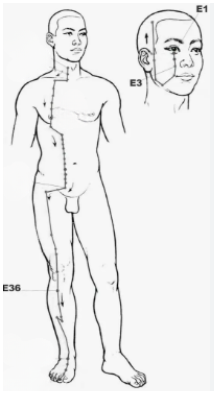 Trajet du méridien de l'Estomac, du dessous de l'œil au deuxième orteil