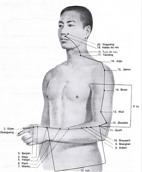 Trajet du méridien du Gros Intestin, de l'index à l'aile du nez