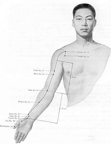 Trajet du méridien du Poumon, de sous la clavicule au bout du pouce